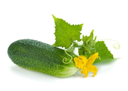 Ripe cucumber fruit with leaves and flower  Isolated on white backgroundの写真素材