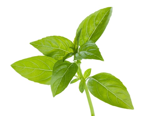 Fresh basil  Isolated on white backgroundの写真素材