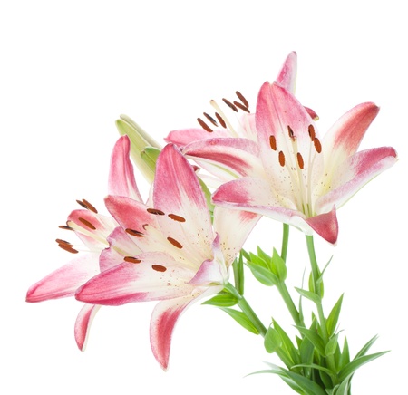Four pink lily. Isolated on white backgroundの写真素材