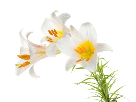 Three white lily  Isolated on white backgroundの写真素材