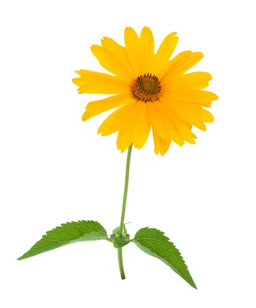 Yellow flower  Isolated on white backgroundの写真素材