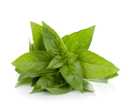 Fresh basil  Isolated on white backgroundの写真素材