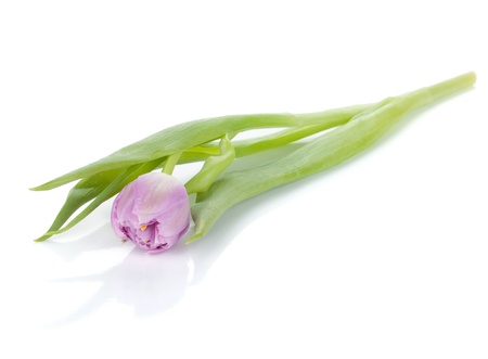Lying pink tulip. Isolated on white backgroundの写真素材
