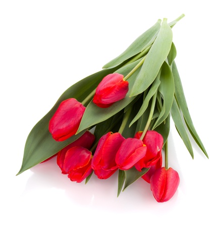 Lying red tulips bouquet. Isolated on white backgroundの写真素材