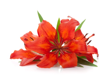 Three red lily  Isolated on white backgroundの写真素材