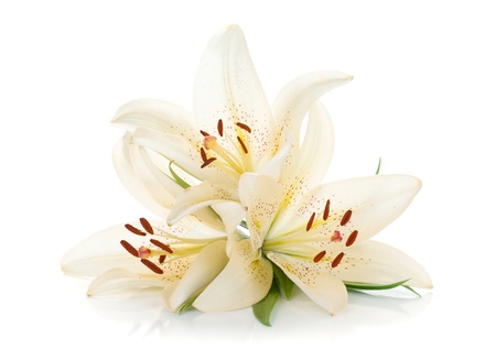 Three white lily with green leaves  Isolated on white backgroundの写真素材