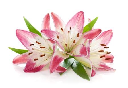 Three pink lily  Isolated on white backgroundの写真素材