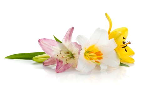 Three colored lily  Isolated on white backgroundの写真素材