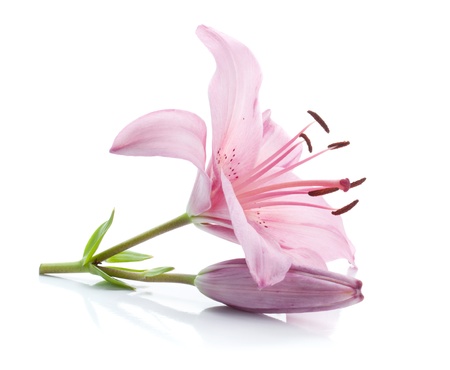 Pink lily  Isolated on white backgroundの写真素材
