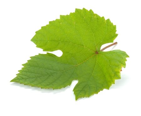 Grape leaf  Isolated on white backgroundの写真素材