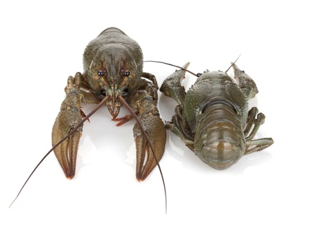 Two crayfishes  Isolated on a white backgroundの写真素材