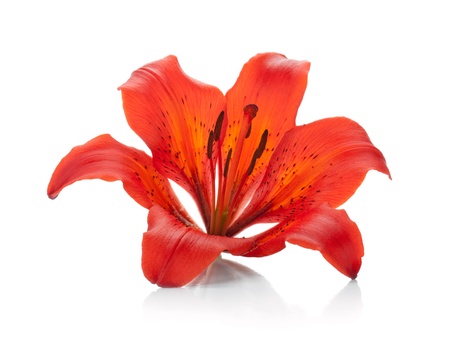 Red lily  Isolated on white backgroundの写真素材