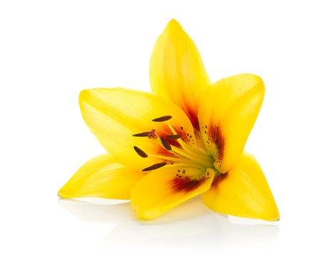 Yellow lily  Isolated on white backgroundの写真素材