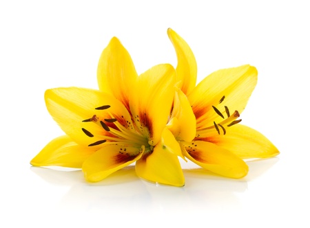 Two yellow lily  Isolated on white backgroundの写真素材