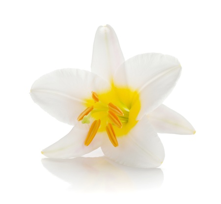 White lily  Isolated on white backgroundの写真素材