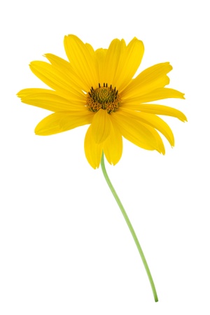 Yellow flower  Isolated on white backgroundの写真素材