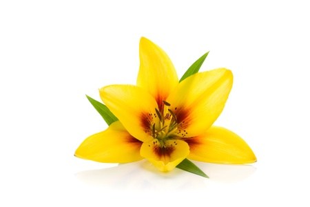 Yellow lily. Isolated on white backgroundの写真素材