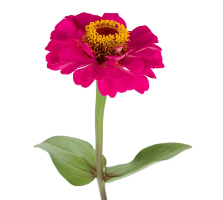 Red flower. Isolated on white backgroundの写真素材