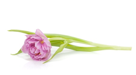 Pink tulip. Isolated on white backgroundの写真素材