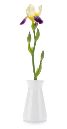 Flower in a vase. Isolated on white backgroundの写真素材