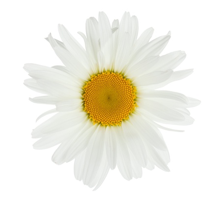 Chamomile flower. Isolated on white backgroundの写真素材