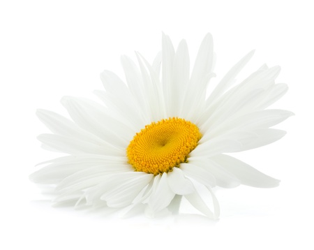 Chamomile flower. Isolated on white backgroundの写真素材
