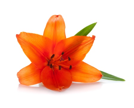 Orange lily. Isolated on white backgroundの写真素材