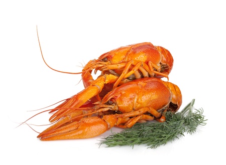 Boiled crayfishes with dill  Isolated on a white backgroundの写真素材