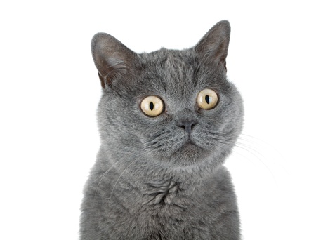 Closeup portrait of a grey cat. Isolated on white backgroundの写真素材