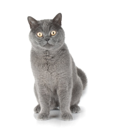 Sitting grey cat looking at you. Isolated on white backgroundの写真素材