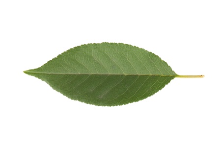 Cherry leaf. Isolated on white background