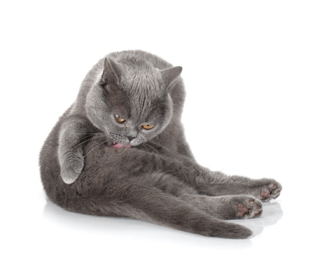 Grey cat cleaning fur  Isolated on white backgroundの写真素材