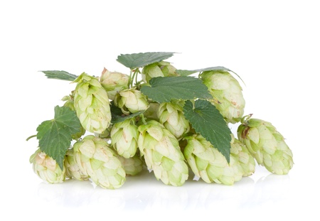 Blossoming hop with leaves  Isolated on white backgroundの写真素材