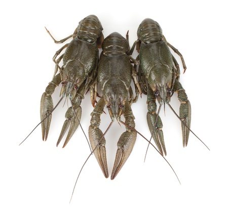 Three crayfishes. Isolated on a white backgroundの写真素材