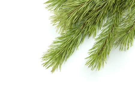 Fir tree branch. Isolated on white backgroundの写真素材