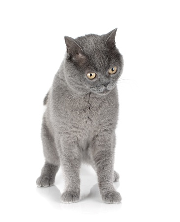 Playing gray cat. Isolated on white backgroundの写真素材