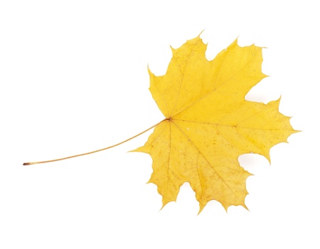 Autumn yellow maple leaf. Isolated on white backgroundの写真素材