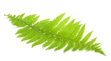 Green fern leaf  Isolated on white backgroundの写真素材