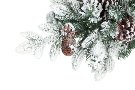 Fir tree branch with cones covered with snow. Isolated on white backgroundの写真素材
