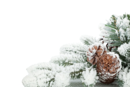 Fir tree branch covered with snow  Isolated on white backgroundの写真素材