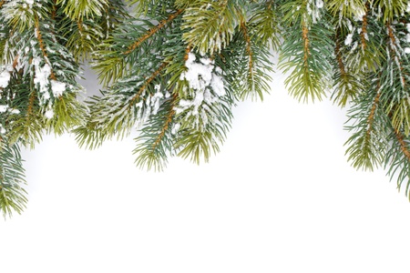 Fir tree branch covered with snow  Isolated on white backgroundの写真素材