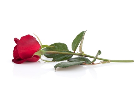 Laying red rose. Isolated on white backgroundの写真素材