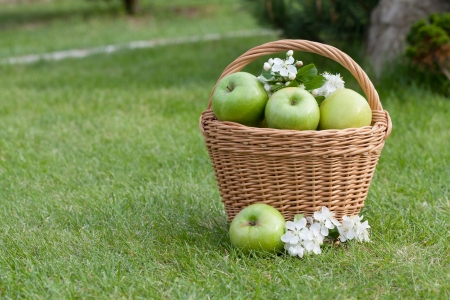 Ripe green apples with flowers in basket on green grassの写真素材