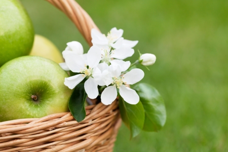 Ripe green apples with flowers in basket on green grass background. Closeup with copyspaceの写真素材