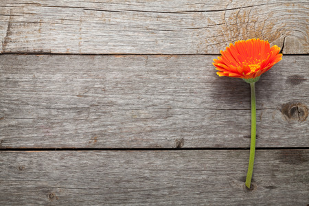 Orange gerbera flower on wooden table background with copy spaceの写真素材