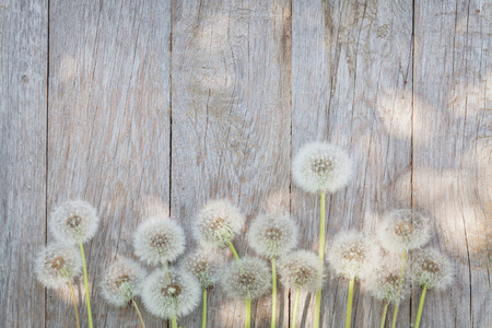 Dandelion flowers on wooden background with copy spaceの写真素材
