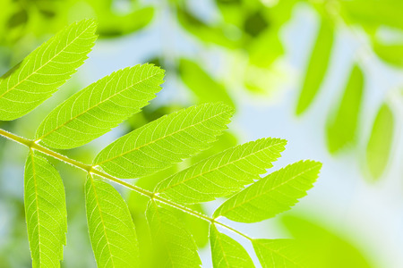 Green rowan leaves over blue sky