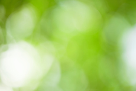 Natural summer green bokeh backgroundの写真素材