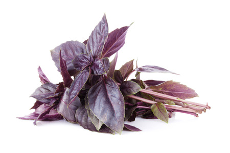 Fresh garden herbs. Purple basil. Isolated on white backgroundの写真素材