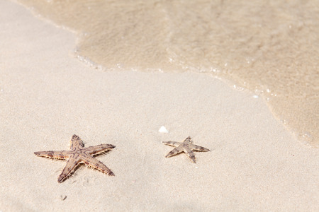 Seastars on the sand of the sea beachの写真素材